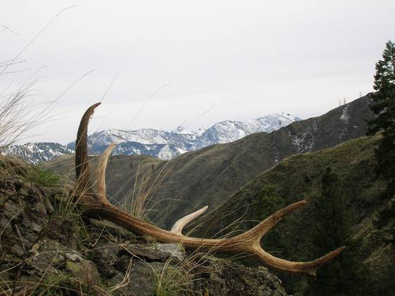 Tag Team Antler Hunting