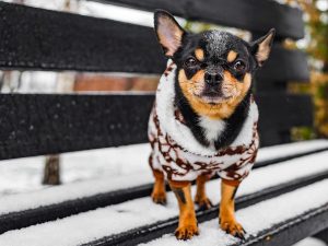 Photo of a chihuahua dog in winter clothes.