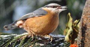 All the World’s a Bird Feeder in Winter Winter Bird Feeder