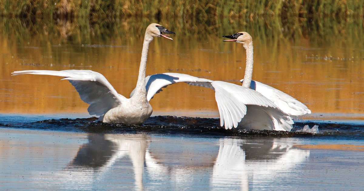 MSN - Red Rock Lakes NWR