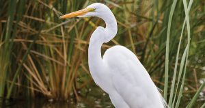 South Padre Island for the Birds….and Fish…..and Fun Montana Senior News - South Padre Island