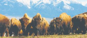 Montana's National Bison Range