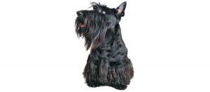 Ozzie: Tribute to an Old Dog 1 Ozzie