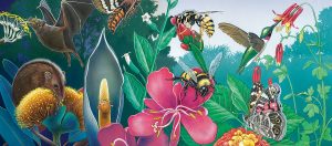 Let's Help the Pollinators Thrive Pollinators