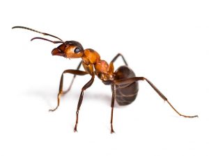 Big Bad Ant