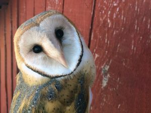 Night Watchers: Montana’s Owl Research Institute Barn Owl at the Owl Research Institute
