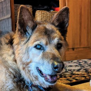 Valkyrie the 18-year-old rescue dog