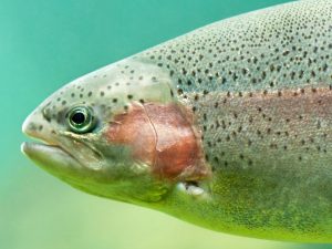 Steelhead close-up floating under aquamarine water background