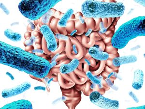 Illustration of digestive tract and microbiota