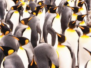 Photo of a bunch of penguins