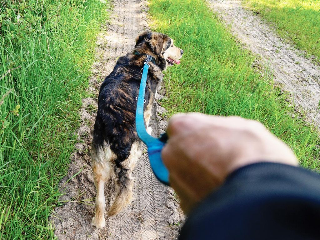 Photo of walking a dog from the perspective of the dog walker.