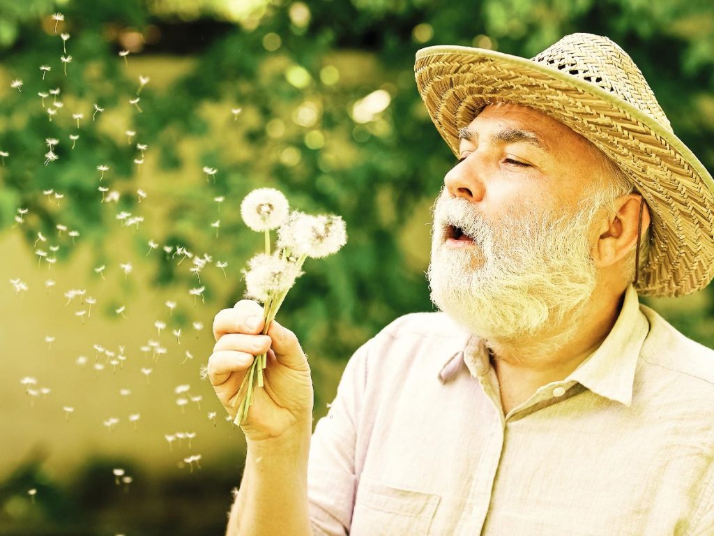 Bearded senior man with straw hat blows on a dandelion