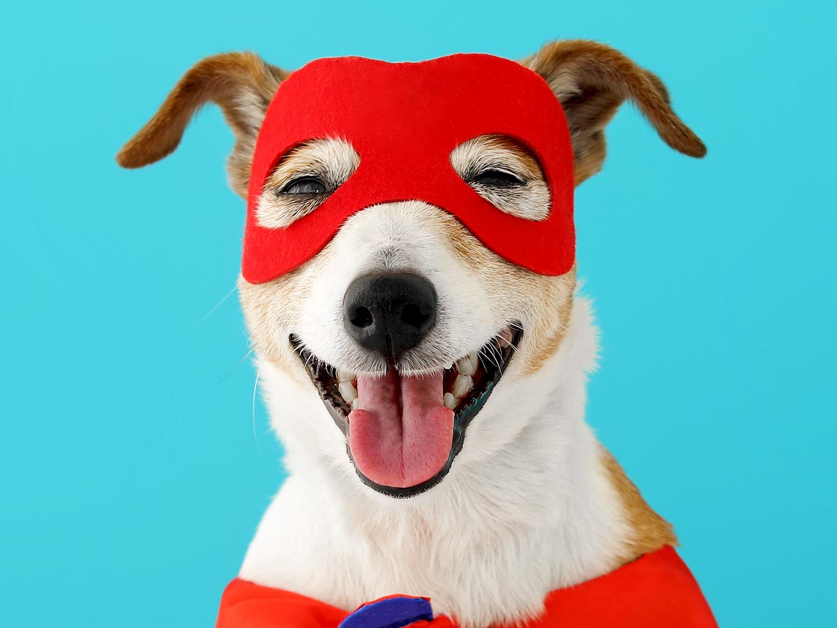 Photo of a dog in a mask and cape