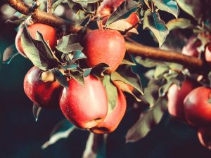 Apples on a tree at night, before a cold frost