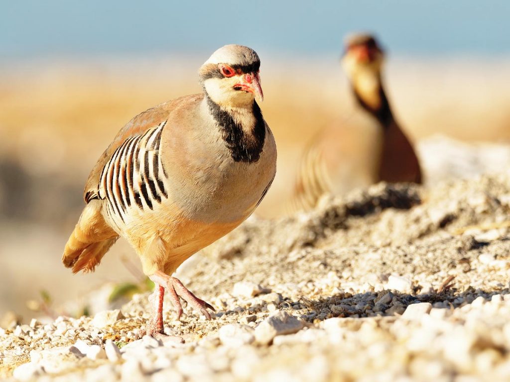 Photo of a chukar walking on hard ground with a blurred chukar in the background