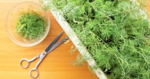 Dill Is Good for You Photo of a planter of growing dill, with scissors laying next to it, along with a bowl of clipped dill.