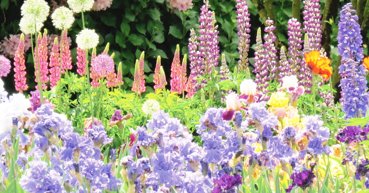 Passionate About Flowers? Explore Schreiner’s Iris Gardens Schreiner's Iris Gardens