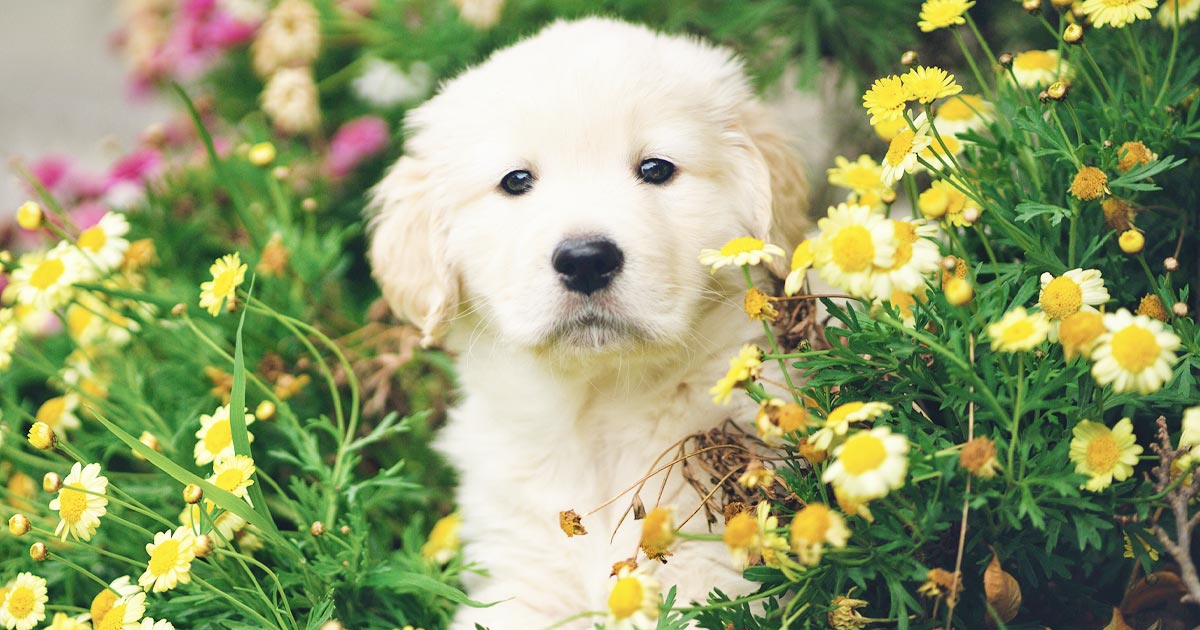 Photo of a white puppy sitting among some flowers, symbolizing a pet-safe garden