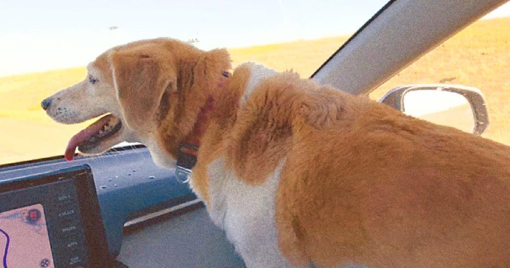 photo of Ginger, an aging dog, riding passenger side in a car