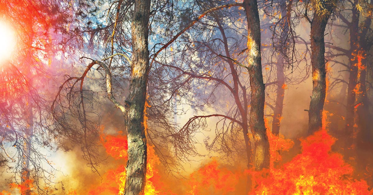 Wildfire Myth Busted 