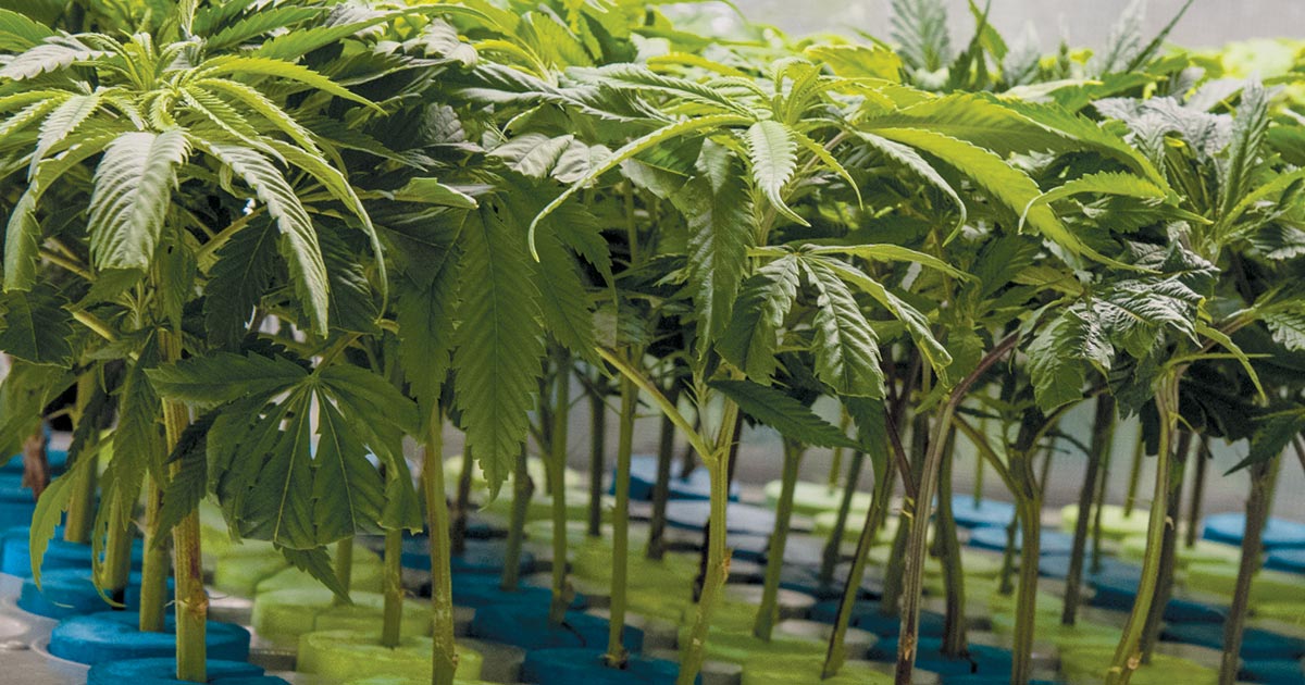 Growing Marijuana A Seedy Business