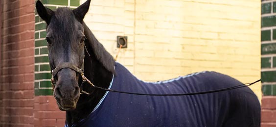 Beloved Culver Horse Donated for Therapy Program Culver Academies Horse