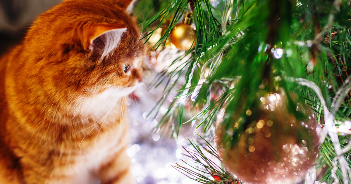 Photo of an orange tabby cat looking at Christmas tree ornaments