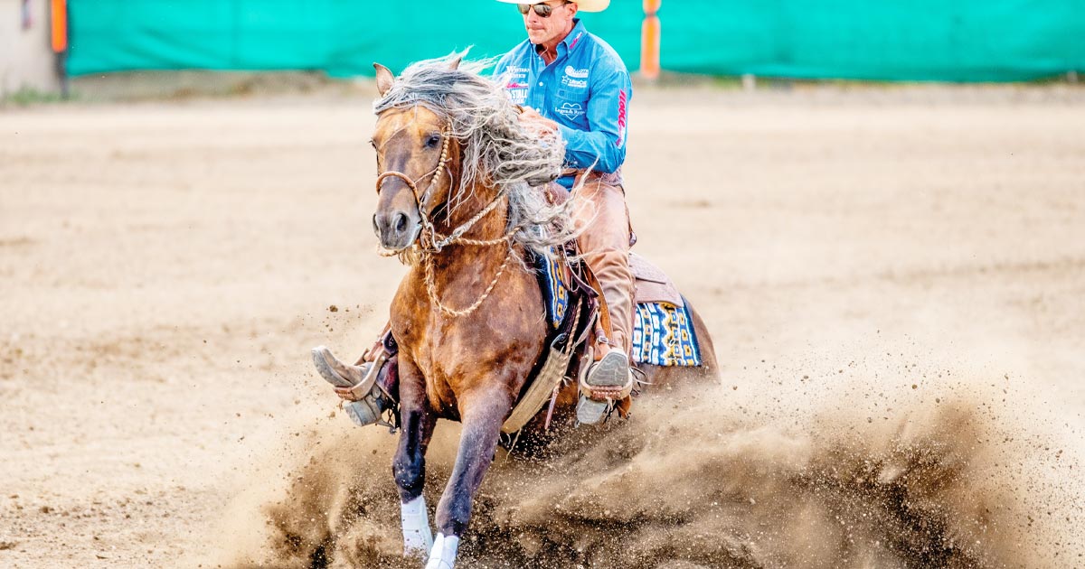 The horse Westwind Otto competes in the National Reined Cow Horse Open Division and scores well at each show. Trained by Zane Davis (pictured here) of Blackfoot, Idaho, the stallion is making a name for himself and the Morgan breed. Photo by Kyra Germann, Rockin’ Horse Photography.