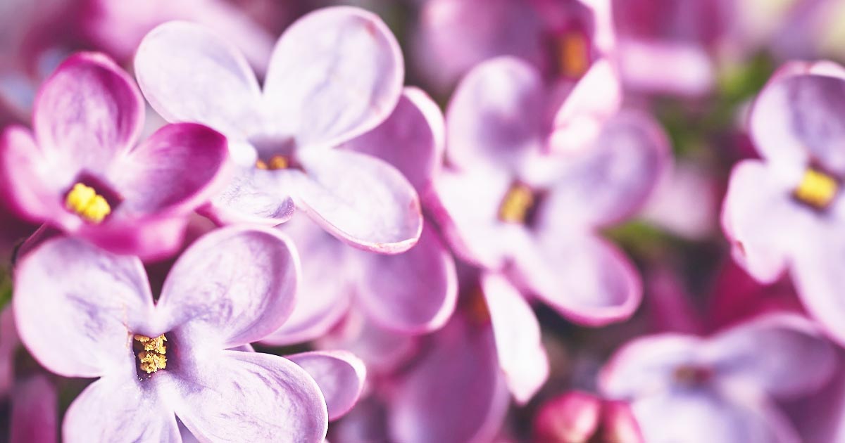 photo of a lilac for a story about backyard burials, called "Grandpa's Buried Out Back Under the Lilac."