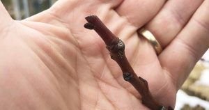 Photo of a hand holding a tree branch, getting ready for pruning. Waking the orchard