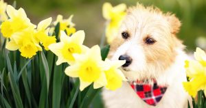 small terrier sniffing daffodils. Time to consider the spring checklist for pets