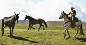 Heroes and Horses: A Healing Combination for Veterans Veteran on horseback, rounding up horses