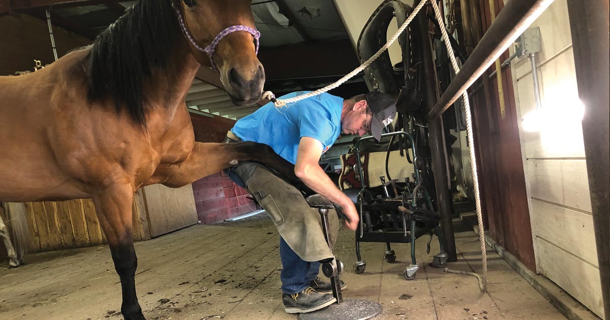 Farriers: Cobblers on Steroids Ferrier Earl Craig shoeing a horse.