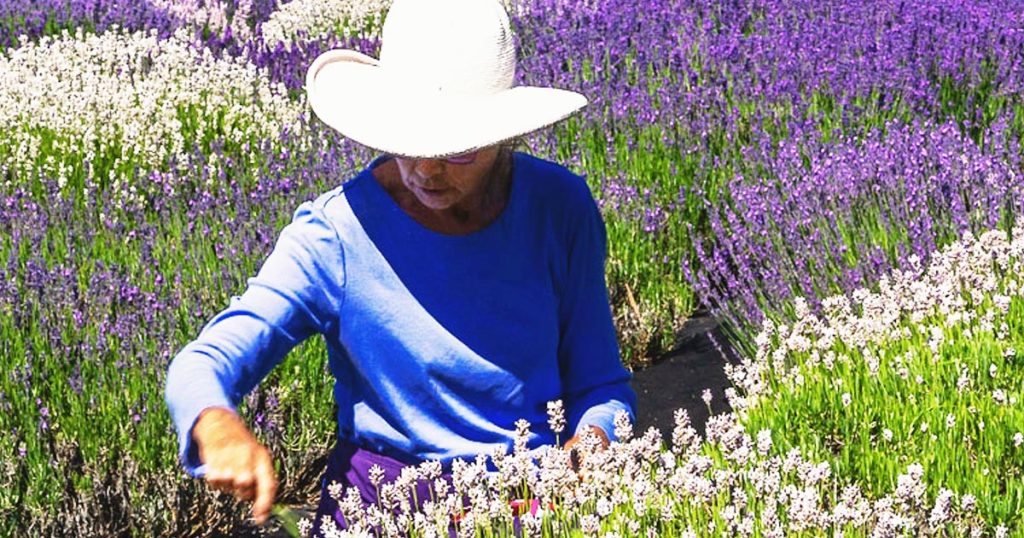 Photo of Deb Davis harvesting her crop at Purple Mountain Lavender farm.