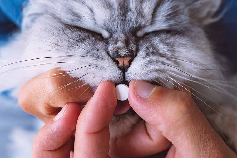 Giving a cat a pill