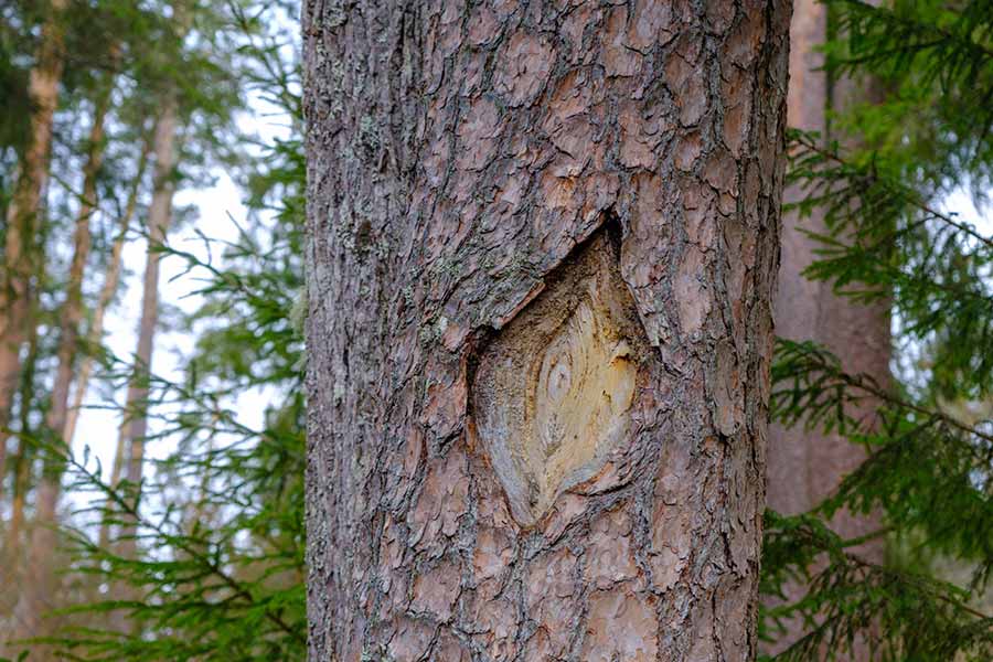 Old pine tree.