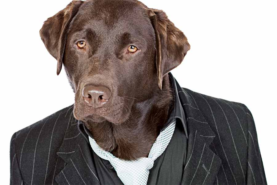 Dog in pinstriped suit