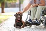 Service Dogs Can Help Seniors with Disabilities