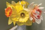 Celebrating the Daffodil