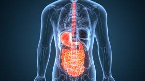 digestive system