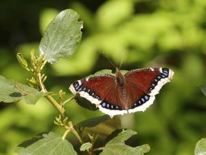 Mourning cloak butterfly.